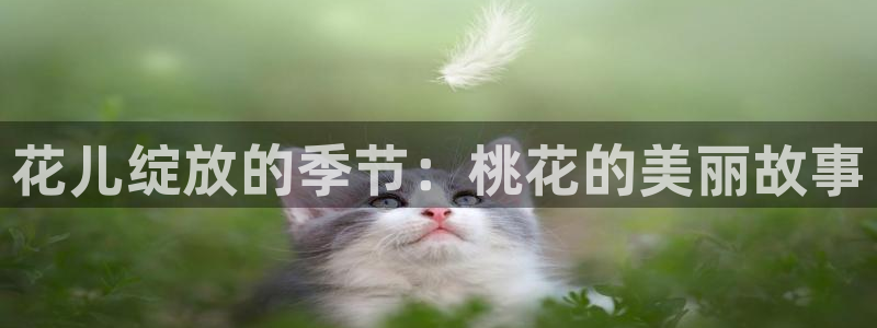 西瓜视频2